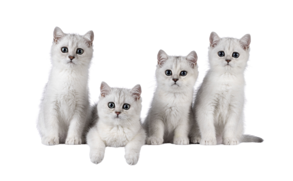Row of 4 silver shaded British shorthair cat kitten, sitting and laying beside eachother. All looking towards camera. Isolated cutout on transparent background.