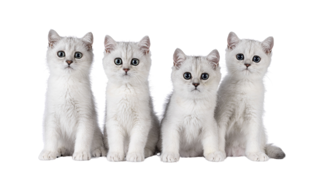 Row of 4 silver shaded British shorthair cat kitten, sitting beside eachother. All looking towards camera. Isolated cutout on transparent background.