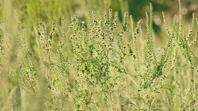 Ambrosia (common ragweed, annual ragweed). Ragweed flowering. Ambrosia artemisiifolia flowers. The pollen from ragweed is highly allergenic. Allergy