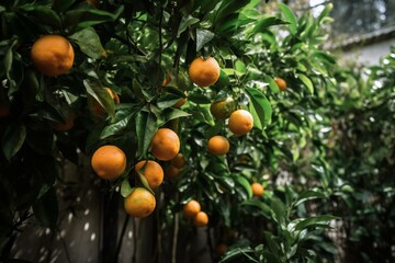 Citrus fruit hanging from branches. Generative AI