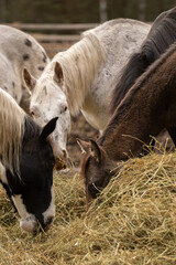 herd of horses eating hay from large pile of hay in outdoor paddock horses have winter coats equine feed and nutrition vertical format many horses eating forage together outdoors horse keeping