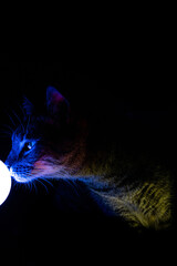 Gato curioso iluminado