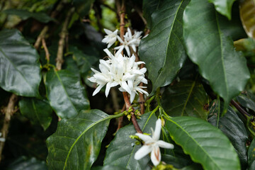 Fototapeta na wymiar Coffea - White flower of the coffee plant, which grows in Colombia