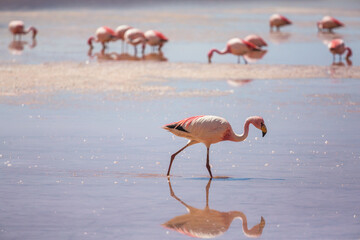 Flamingo in Bolivia