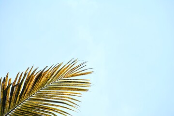 palm tree leaves