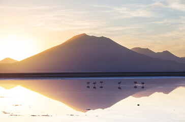 Flamingo on sunrise