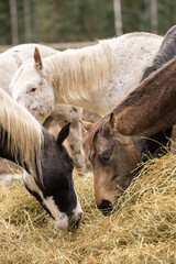 herd of horses eating hay from large pile of hay in outdoor paddock horses have started winter coats equine feed and nutrition vertical format many horses eating forage together outdoors horse keeping