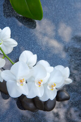 Fototapeta premium White orchid and black spa stones on the gray background.