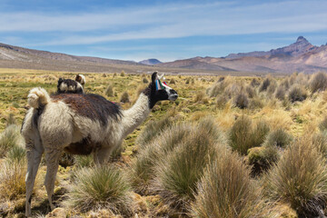 Obraz premium Llama