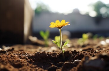 a yellow flower growing in the ground