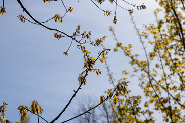 a flowering maple tree in the spring season, a spring park
