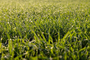 dew drops on the stems of young green wheat in autumn