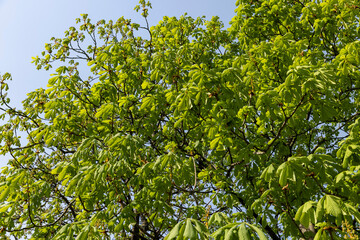 a flowering chestnut tree in the spring season, a spring park