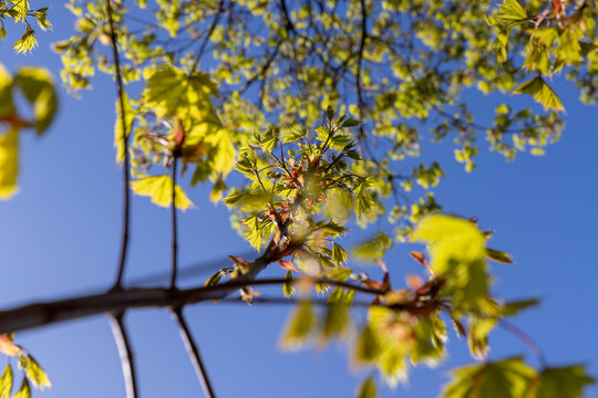 green foliage on a maple tree in spring bloom