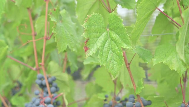 Primer plano de hojas de racimo de uva tinta con gotas de agua