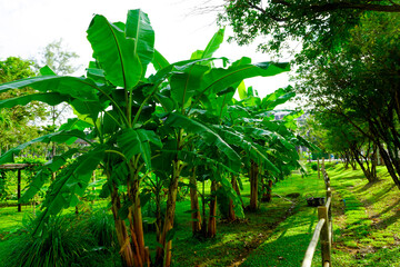 Obraz premium Thailand Phuket island lagoon area. nature and houses, beach and sea