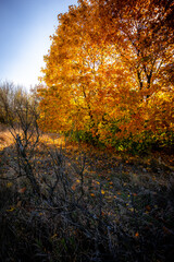 Lake an forest in autumn colors . Yellow trees and grass . Landscape in autumn 