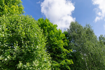 beautiful foliage of trees in a mixed forest with green foliage