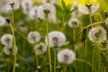 white flowers of dandelion balls in a spring field