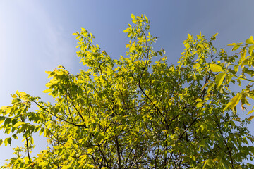 yellow-green walnut foliage in a fruit garden