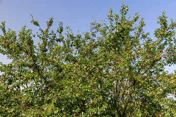 Fototapeta na wymiar ripe harvest of large cherry plum in the summer