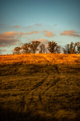 Fototapeta premium Yellow and golden colors of the autumn beauty. Sunset over the forest . Red sky and orange sun . Forest in the yellow colors. Trees covered yellow and red leafs . Field in the forest 