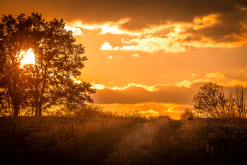 Yellow and golden colors of the autumn beauty. Sunset over the forest . Red sky and orange sun . Forest in the yellow colors. Trees covered yellow and red leafs . Field in the forest 
