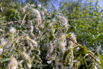 flying in the sky white fluff from willow in spring