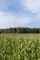 harvest corn for sale and income