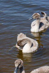 grey chicks of the white sibilant swan with grey down