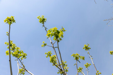 a flowering walnut tree in the spring season, a spring park