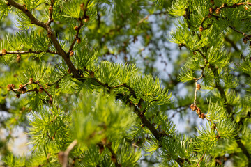 soft green needles on larch in spring, close-up