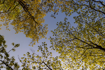 maple trees blooming in spring , close up