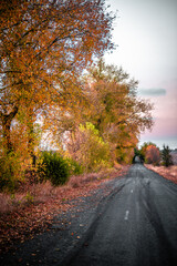Naklejka na ściany i meble Dream road in the autumn colors . Raod over the forest. Red and yellow colors . Sunset over the road. Hole on the middle part of the road 