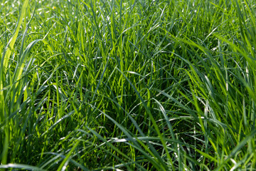growing in a field of green grass in sunny spring weather