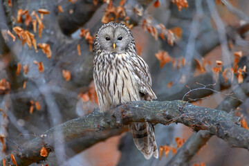 Ural owl in natural habitat (strix uralensis)