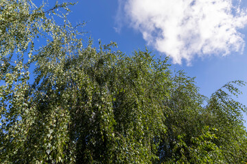 Obraz premium High birch tree in summer