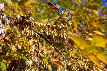 autumn changes on ash trees on a sunny day