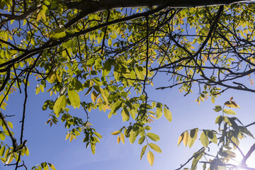 yellow-green walnut foliage in a fruit garden