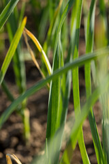 a field completely planted with garlic in summer