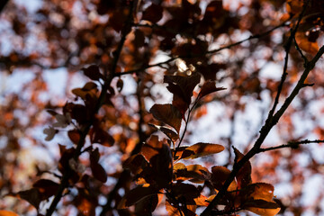 blooming cherry tree with red foliage in the spring season
