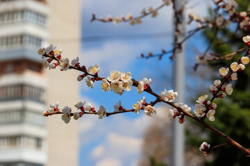 White blossom of apricot tree at spring