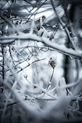 Snow in the forest . Raod to the forest . Snowy weather . Trees in snow . Leafs with snow . Road covered by snow 