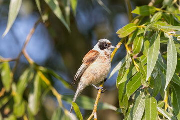Eurasian penduline tit (Remiz pendulinus) sits on the willow branch with leaves in the summer morning. European penduline tit close-up portrait.
