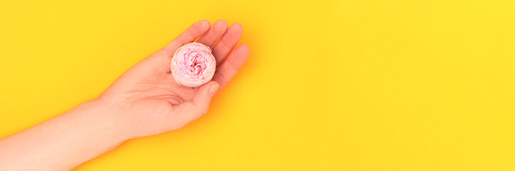 Banner with hand hold pink rose flower on a yellow background. Place for your text.