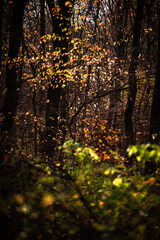 Mystery autumn forest . Forest in Yellow and red colors . Wodden forest . Sun over the forest . Daylight landscape 