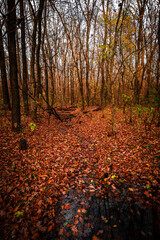 Mystery autumn forest . Forest in Yellow and red colors . Wodden forest . Sun over the forest . Daylight landscape 