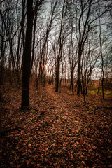 Mystery autumn forest . Forest in Yellow and red colors . Wodden forest . Sun over the forest . Daylight landscape 