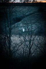 Obraz premium Autumn forest . View from the top . Yellow and grey trees in the forest . Landscape with forest . Sunset ofer the hills . Beautiful forest landscapes 