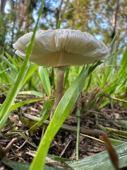 mushroom in the forest